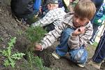 Zdounecká základní škola se ve středu 21. září 2011 připojila k Mezinárodnímu dni míru. Při jeho příležitosti na prvním i druhém stupni vysadili několik smrků ztepilých.