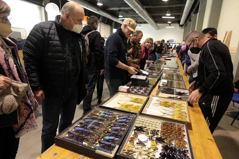 Prodejní výstava brouků a motýlů na Výstavišti v Kroměříži