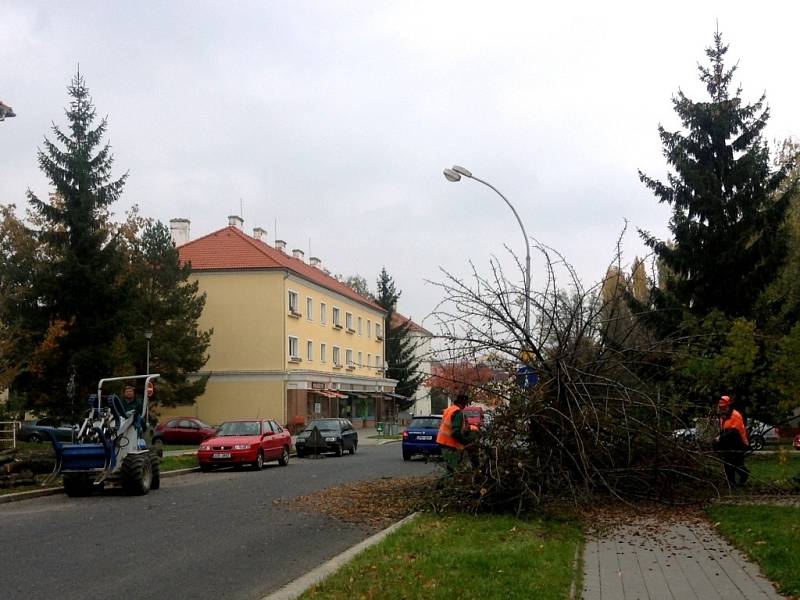 V Kroměříži byla zahájena plánovaná obnova zeleně. Vykácené sakury na ulici Sokolovská budou nahrazeny novými stromy.