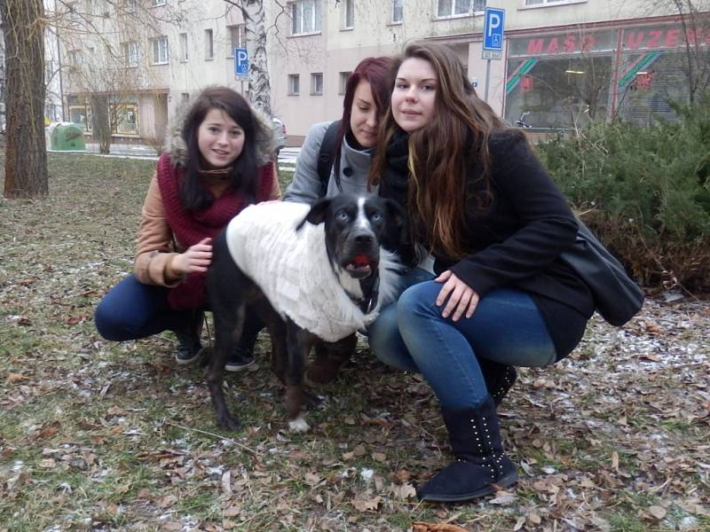 CHTĚJÍ POMOCI. Studentky veterinární školy s fenkou Chiarou, kterou před časem srazilo auto. Projekt studentů veteriny se snaží pro psa najít výrobce protézy. 