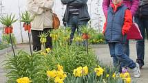 V Květné zahradě už rozkvétá na dvacet tisíc cibulovin. Zájemci mají možnost si zahradu prohlédnout i s odborným výkladem.