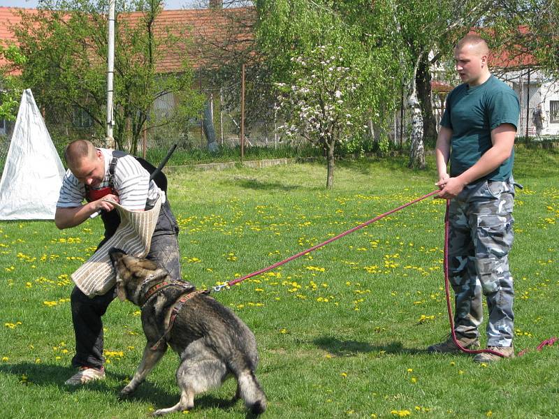 Na kroměřížském cvičišti školili v neděli 27. dubna 2008 kynologové budoucí figuranty a instruktory.