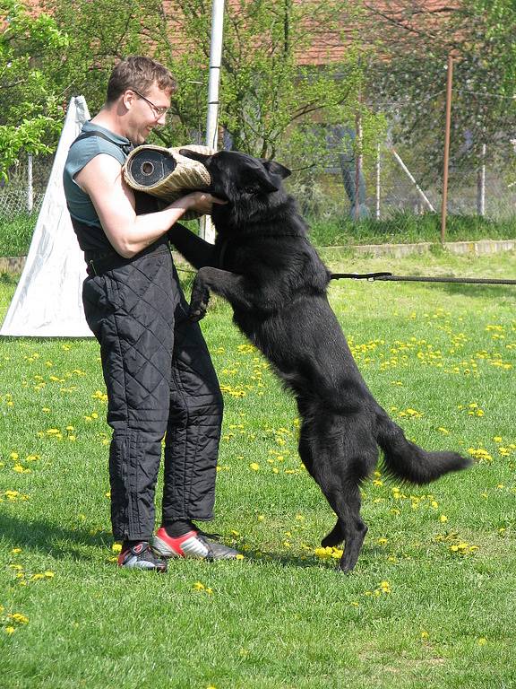 Na kroměřížském cvičišti školili v neděli 27. dubna 2008 kynologové budoucí figuranty a instruktory.