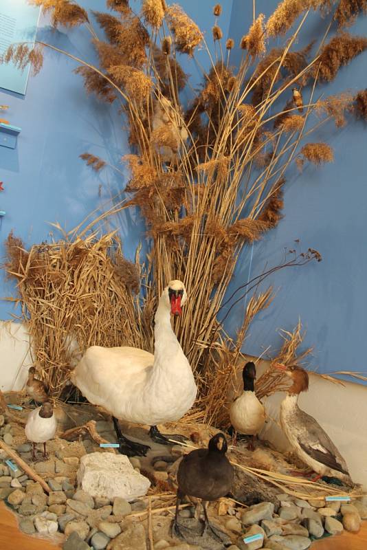 Do života běžných městských živočichů umožňuje nahlédnout nová výstava v muzeu Kroměřížska s názvem Ve městě to žije. Expozice je návštěvníkům přístupná od 13. března až do 8. června každý den kromě pondělí. Výstava představuje biotopy center měst