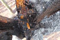 Hasiči museli krotit neobvyklý požár stromu u Vrbky