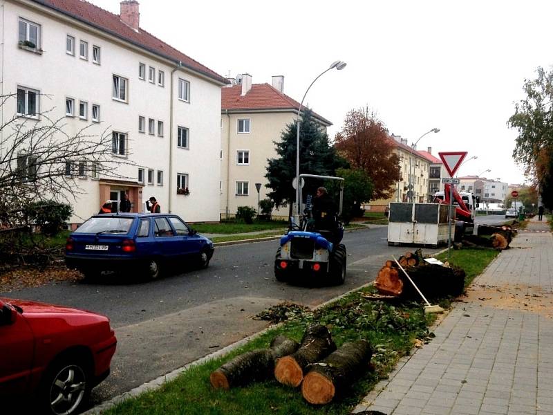 V Kroměříži byla zahájena plánovaná obnova zeleně. Vykácené sakury na ulici Sokolovská budou nahrazeny novými stromy.