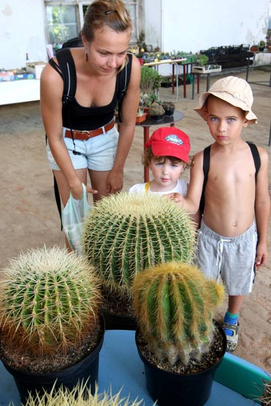 Výstava kaktusů ve skleníku Květné zahrady v Kroměříži.