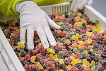 Výroba cukrovinek v závodu Sfinx, který patří pod společnost Nestlé, 19. října 2023, Holešov