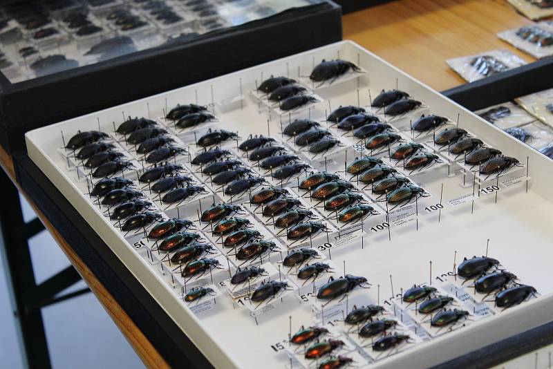 Entomologický výměnný den a výstava v Kroměříži, 30. října 2021