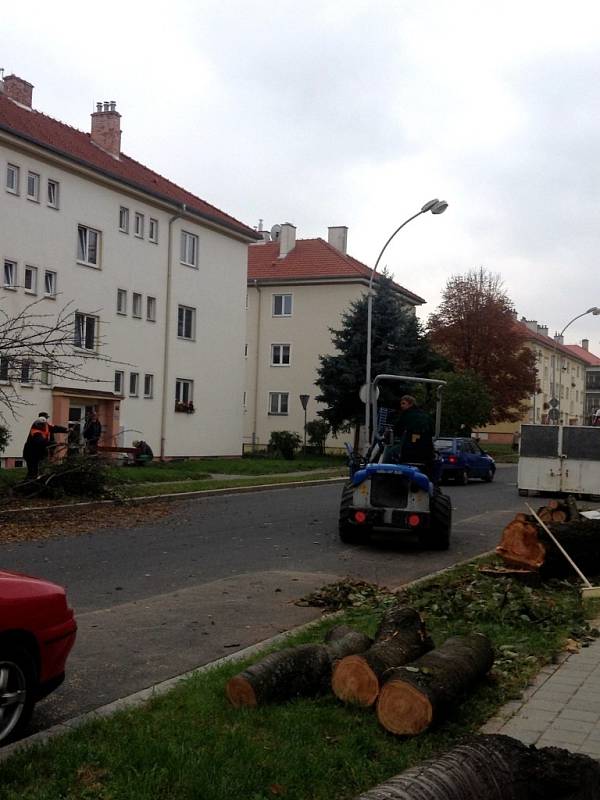 V Kroměříži byla zahájena plánovaná obnova zeleně. Vykácené sakury na ulici Sokolovská budou nahrazeny novými stromy.