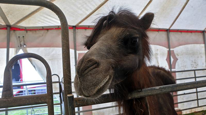 Cirkus Šimek  přečkal  karanténu v Holešově.