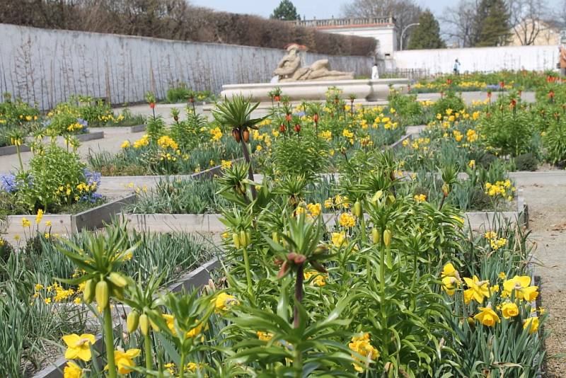 V Květné zahradě už rozkvétá na dvacet tisíc cibulovin. Zájemci mají možnost si zahradu prohlédnout i s odborným výkladem.
