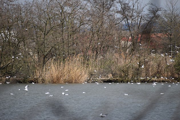 Na Zámeckém rybníku v Chropyni došlo k hromadnému úhynu racků. 5. dubna 2023.
