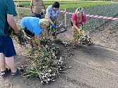 Samosběr česneku na poli u Martinic na Kroměřížsku; červen 2023