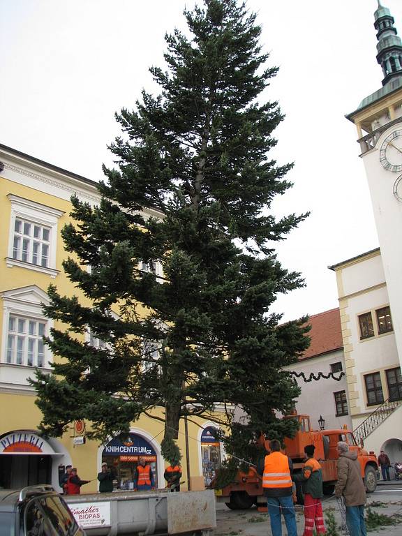 Na kroměřížském Velkém náměstí zasazovali do země v pondělí 24. listopadu 2008 pracovníci technických služeb vánoční strom.