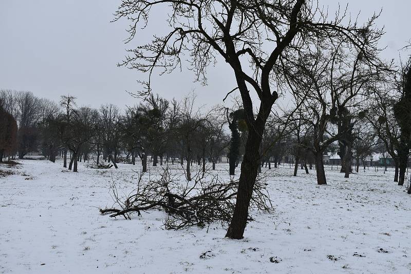 Ovocný sad, který by měl v Holešově projít velkou obnovou.