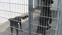 Psi v kroměřížském útulku Čápka. Ilustrační foto
