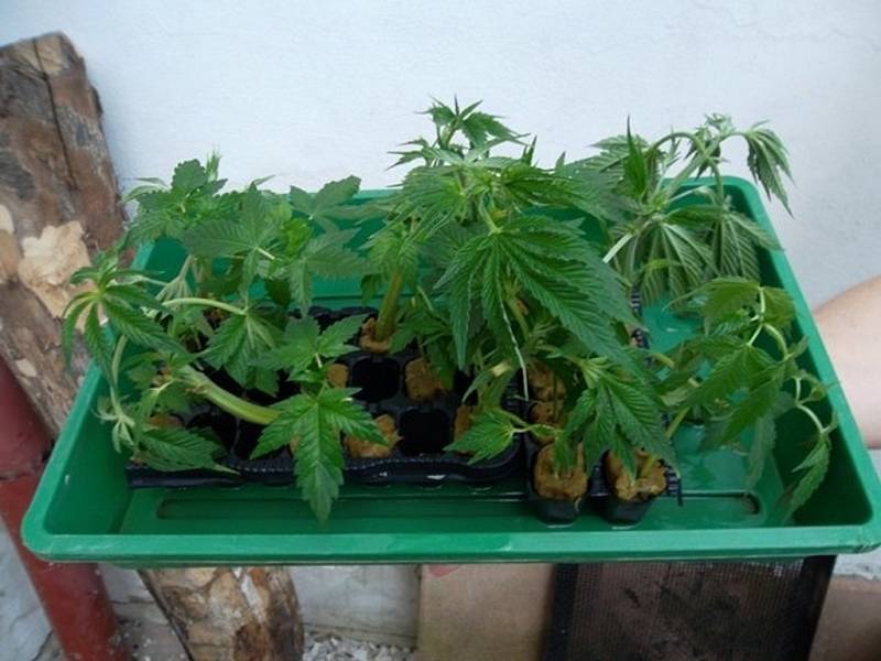 Muž podle policie od dubna letošního roku pěstoval v pronajatém rodinném domě v obci na Kroměřížsku bezmála čtyřicet rostlin konopí o průměrné výšce šedesát centimetrů.