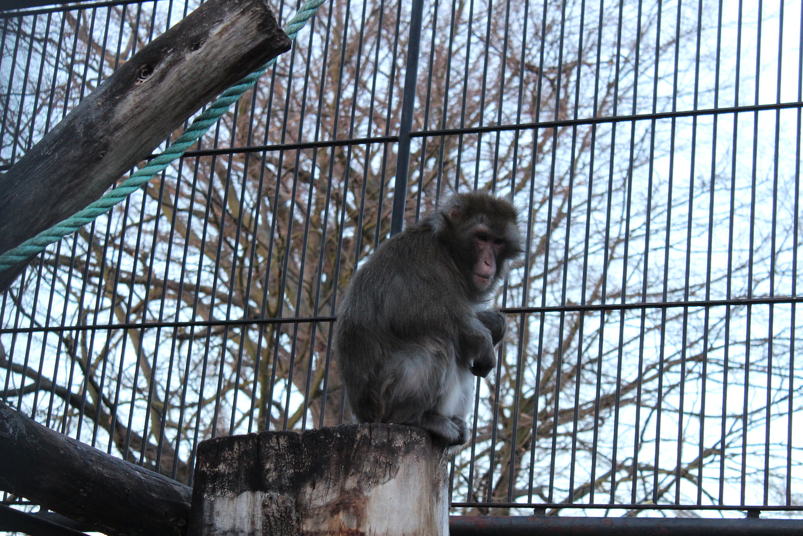 Opice jsou již neodmyslitelnou součástí "Podzámky" - Zlínský deník