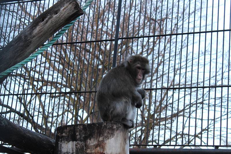 Opice žijí v Podzámecké zahradě v Kroměříži vedle pávů, daňků a dalších zvířat už desítky let.