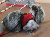Studenti veterinární školy v Kroměříži obhajovali své ročníkové práce a porotu nejvíce zaujali studenti, kteří dokázali vycvičit králíka. Ten dokáže na povel přeskočit překážku.