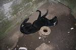V betonové skruži mezi vodní nádrží Hrubý rybník (Bágrák) a železniční tratí na Zborovice našel kolemjdoucí mrtvého psa většího plemena černé barvy.