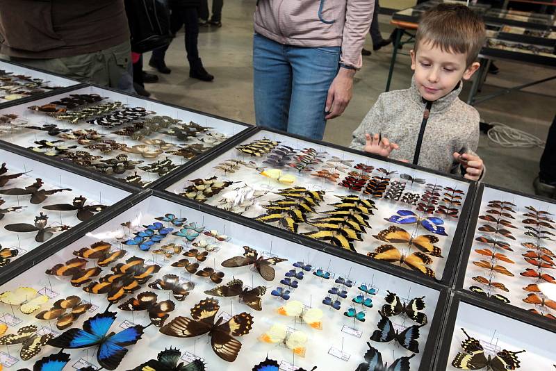 Prodejní výstava brouků a motýlů na Výstavišti v Kroměříži