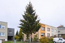Velké náměstí letos nejspíš ozdobí vánoční strom z Vážan.