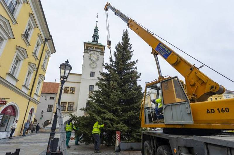 Kroměřížské Velké náměstí už zdobí vánoční strom. Jde o 25 let starý smrk pichlavý z Braunerovy ulice v Dolních zahradách.