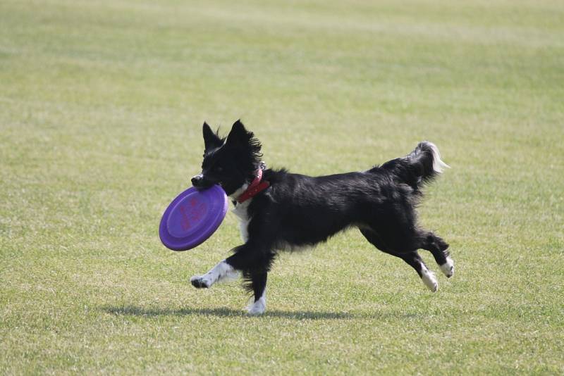 V Záhlinicích pořádali tradiční sobotní odpoledne pro děti a rodinu. Proběhlo psí agility či se děti mohly povozit například v kamionu.