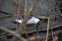 Na Zámeckém rybníku v Chropyni došlo k hromadnému úhynu racků. 5. dubna 2023.