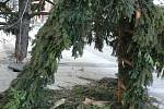 V Holešově někdo ukradl betlém, který byl umístěný pod tamním velkým vánočním stromem na náměstí. Snímek je pořízený po krádeži.