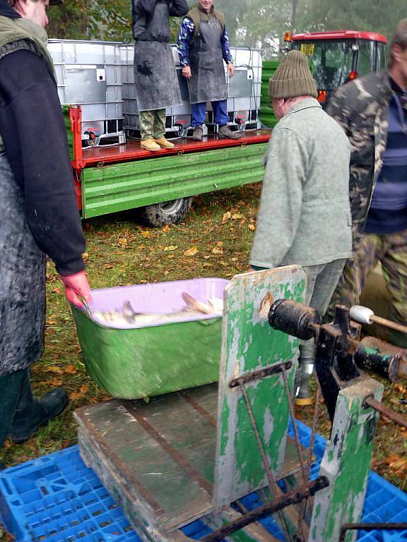 Tradičnímu výlovu rybníků letos vyšlo počasí a kvasičtí rybáři tak oficiálně ukončili chovnou sezonu.