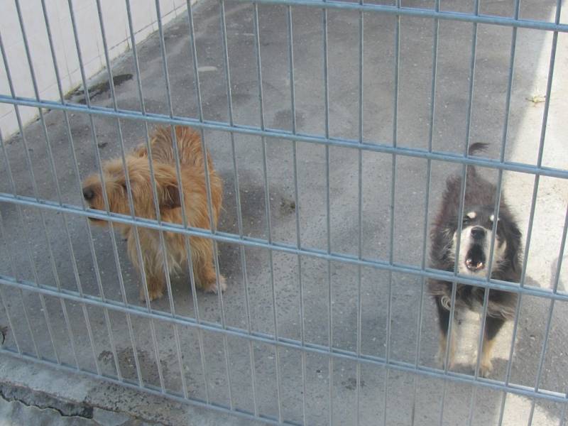Úpal a úžeh hrozí během tropických dnů také zvířatům. Psi v kroměřížském útulku Čápka mají k dispozici vodu s miskou a stín nepřetržitě.