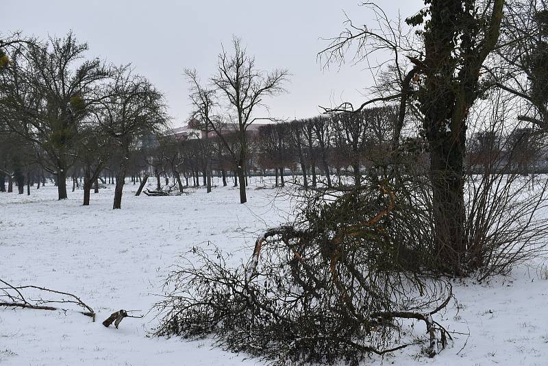 Ovocný sad, který by měl v Holešově projít velkou obnovou.