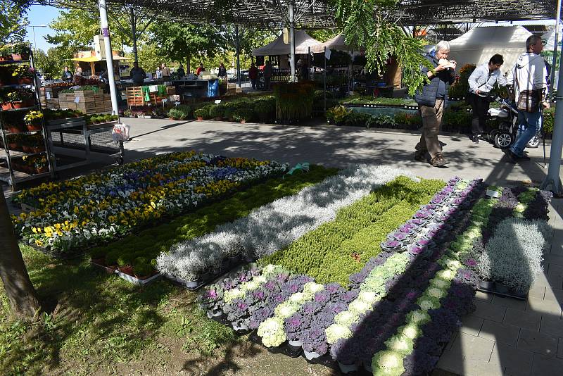 Podzimní výstava Floria Bonsaj na Výstavišti Kroměříž. 23. září 2022.