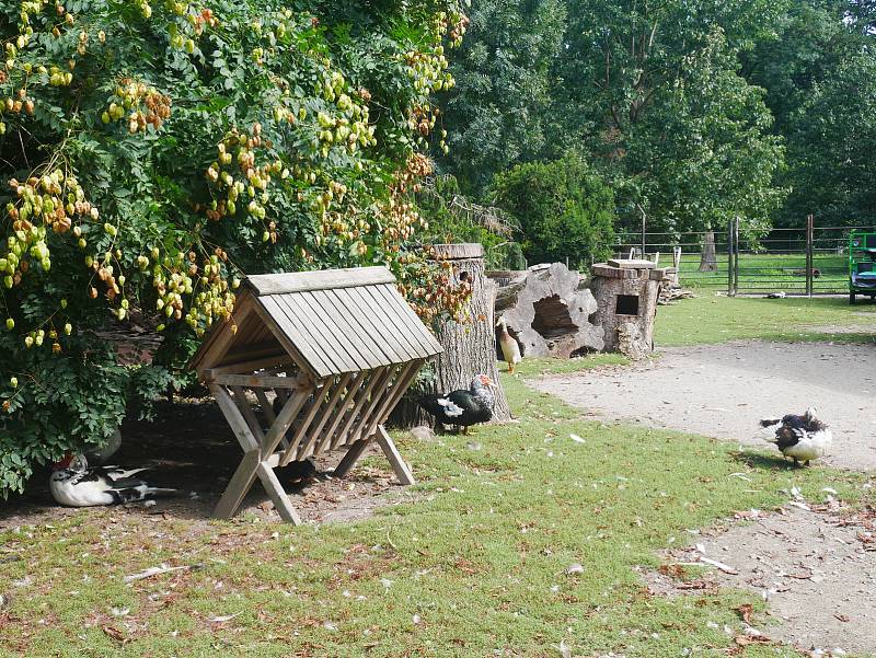 V Podzámecké zahradě v Kroměříži chovají paviány, makaky, daňky, pávy nebo třeba husy, slepice či kachny.
