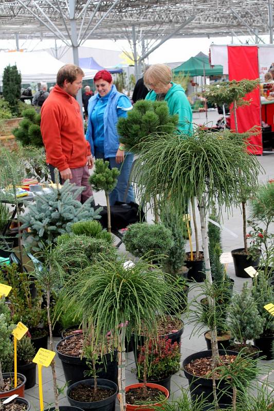 Prodejní výstava Floria Podzim v Kroměříži je letos spjata s expozicí bonsají.