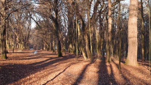 V Zámeckém parku v Koryčanech začalo velké kácení starých stromů a keřů. Na podzim by už tady měla být nová výsadba a zahrada se opět otevře veřejnosti. 