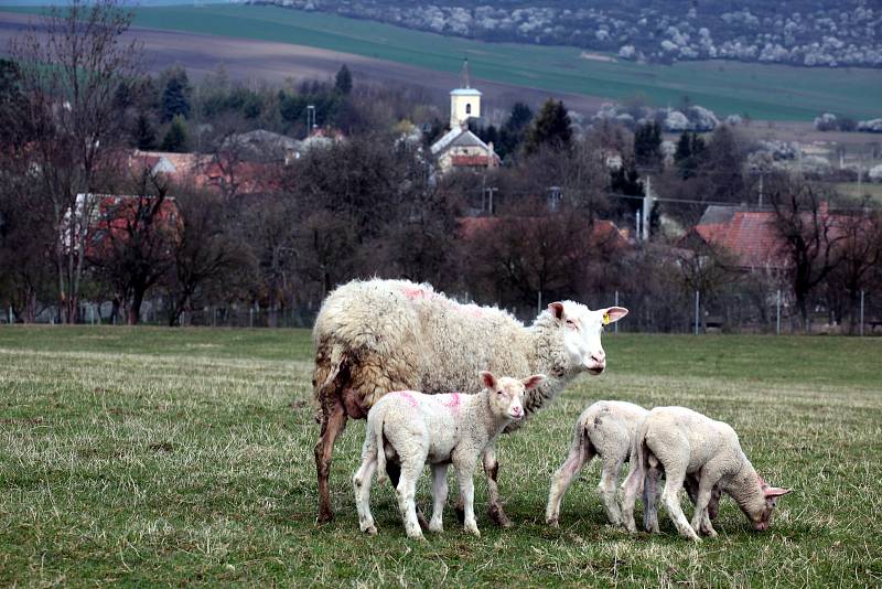 Farma v Cetechovicích.