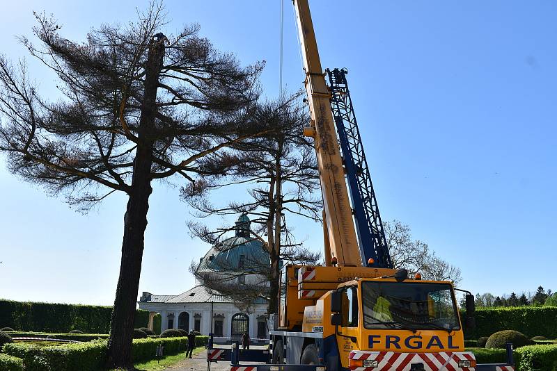 Kácení borovice v kroměřížské Květné zahradě, květen 2021.