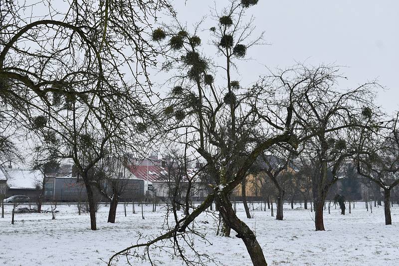 Ovocný sad, který by měl v Holešově projít velkou obnovou.