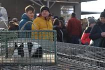 Březnové chovatelské trhy na Výstavišti v Kroměříži přilákaly tisíce lidí. 19. března 2023
