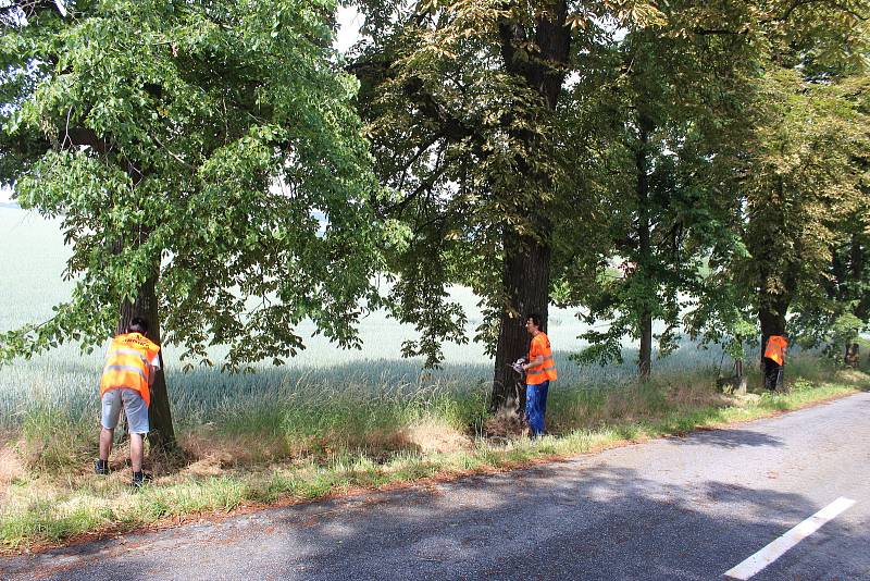 K akci na ochranu stromů jedné kvasické aleje, kterou uspořádala nezisková společnost Arnika, se v pátek připojili i žáci tamní základní školy.