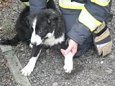 Profesionální hasiči z Kroměříže ve středu zachraňovali štěně border kolie u potoku Rusava v Hulíně.