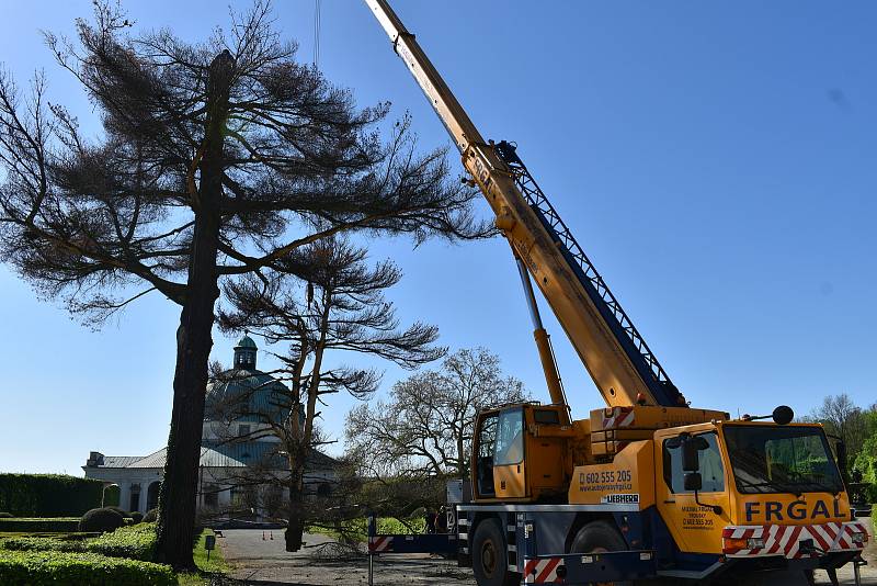 Kácení borovice v kroměřížské Květné zahradě, květen 2021.