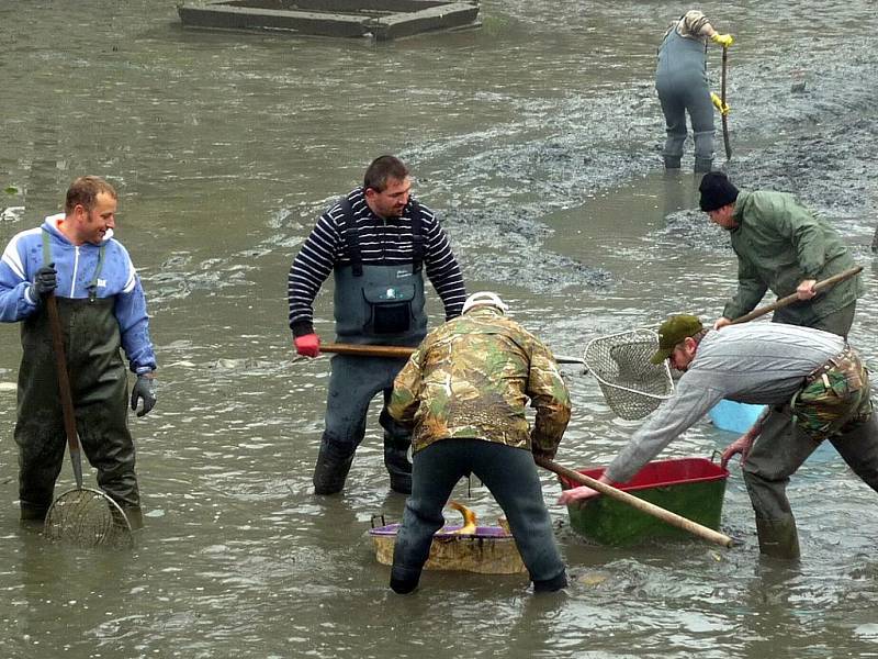 Tradičnímu výlovu rybníků letos vyšlo počasí a kvasičtí rybáři tak oficiálně ukončili chovnou sezonu.