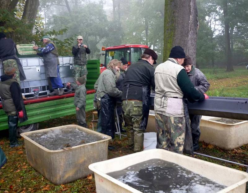 Tradičnímu výlovu rybníků letos vyšlo počasí a kvasičtí rybáři tak oficiálně ukončili chovnou sezonu.