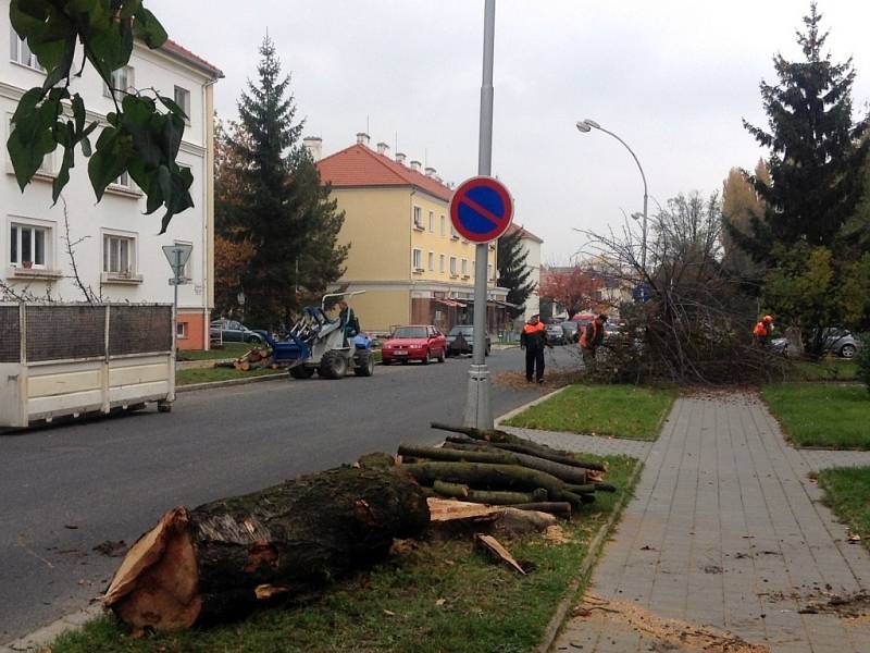 V Kroměříži byla zahájena plánovaná obnova zeleně. Vykácené sakury na ulici Sokolovská budou nahrazeny novými stromy.