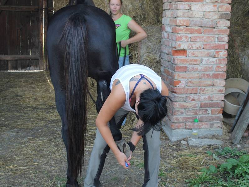 Vlastní kůň? Je to krásný koníček, ale drahý a časově náročný, přesto je pohled ze hřbetu koně nejkrásnější.